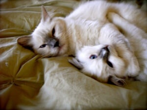 Two white kittens playing on a blanket