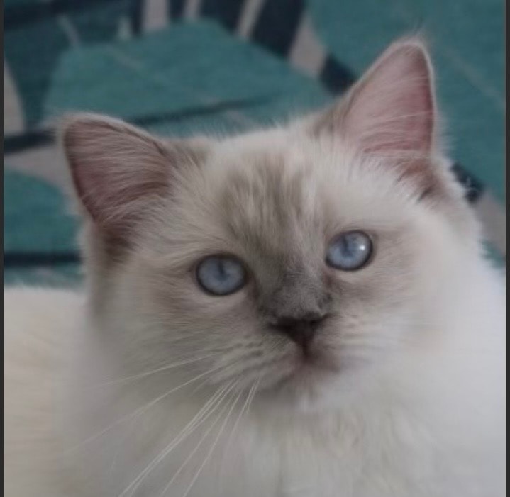 Queen Laila
