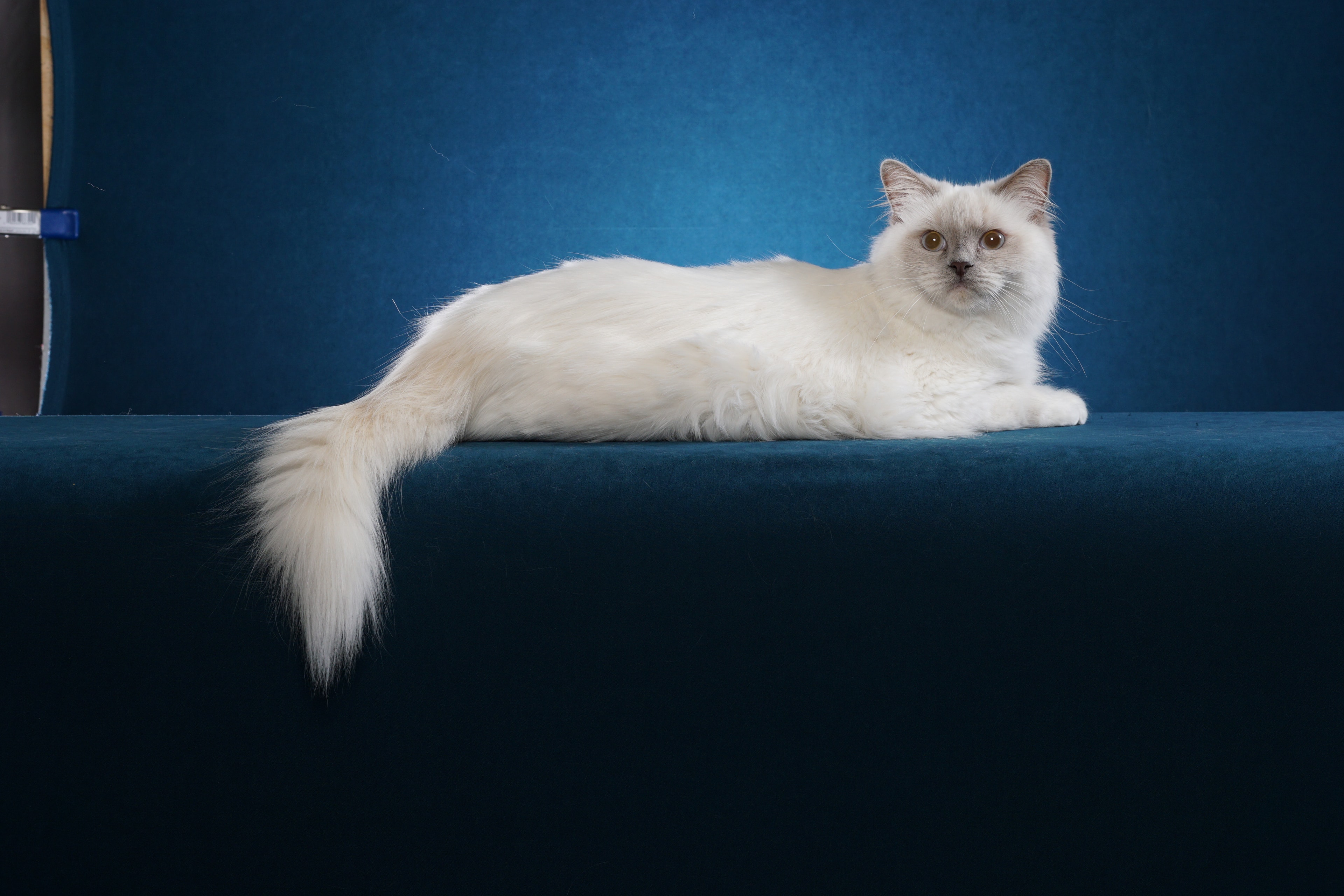 Triple Grand Champion Lucy — Ragdoll cat
